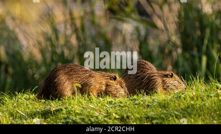 Two water rats eating outdoors and enjoying warm German autumn weather Stock Photo