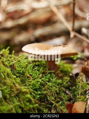 Close-up of a mushroom called Clitocybe odora in the moss Stock Photo