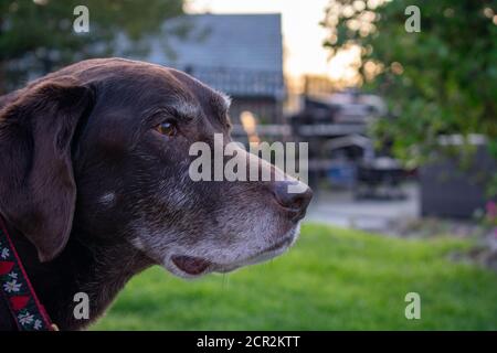 An Old Chocolate Lab Looking Off in the Distance in a Suburban Backyard Stock Photo