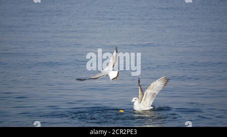 Beautiful white seagulls stunting on the sea Stock Photo