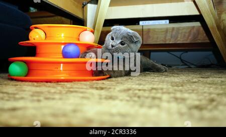 Cute scottish fold kitten playing with balls candid image Stock Photo