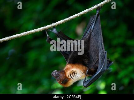 Flying fox (Pteropus sp.), Occurrence in Southeast Asia, captive, Germany Stock Photo