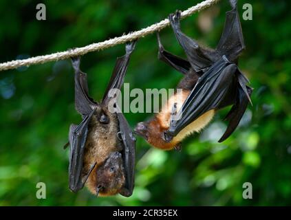 Two fruit bats (Pteropus sp.), Occurrence in Southeast Asia, captive, Germany Stock Photo