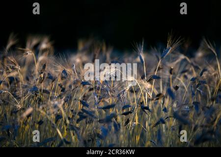 Black emmer (Triticum dicoccum), also two-grain, one of the oldest cultivated wheat species, ears of wheat in a wheat field, Baden-Württemberg, Stock Photo