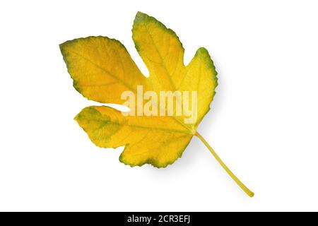One yellow leaf of fig tree isolated on white background Stock Photo