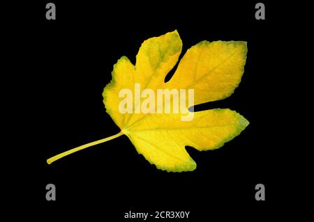 Fig leaf. Autumn yellow leaf of fig tree isolated on black background Stock Photo