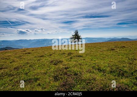Single fir tree on a meadow in front of a wide landscape, Belchensteig summit Stock Photo