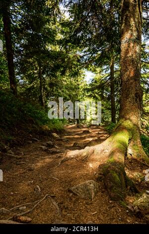 Forest path on the Belchensteig connoisseur path. Stock Photo