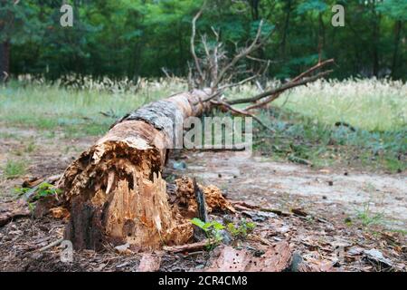 Fallen dry old tree lies on path in forest. Concept of woodland pest control. Stock Photo