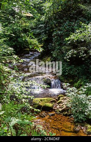 Grobbach flows through the forest. Stock Photo