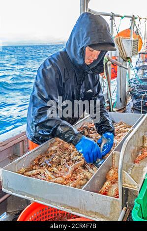 Commercial fishing boat Nordic Rand off Vancouver Island, BC, Canada, fishing for prawns (like shrimp but larger). Sorting the prawns by size. Stock Photo