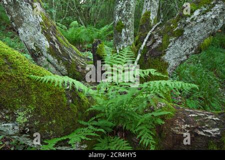 Fern grows from the trunk of an ancient willow tree in the middle of a hazelnut grove on the slopes of the Puy de Dome in Auvergne. Stock Photo
