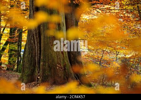 Section of an oak tree that is over 400 years old in the Troncais forest in northern Auvergne. The oak is one of the most remarkable trees in this Stock Photo