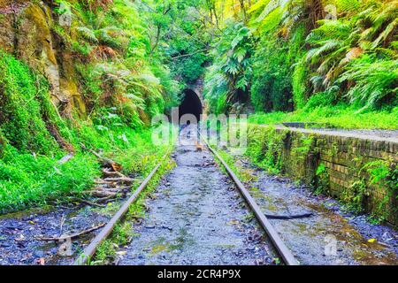 Jungles around entrance to old railway tunnel with glow warms in Helensburgh of NSW, Australia. Stock Photo