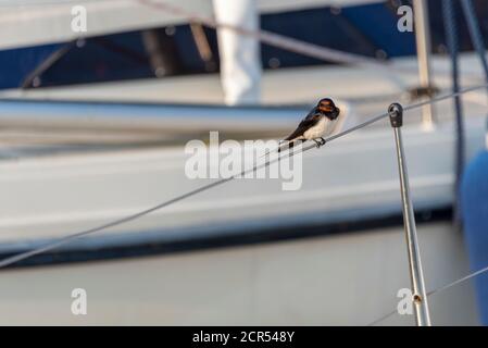 A barn swallow (Hirundo rustica) sits on a sailboat Stock Photo