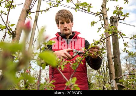 Apprentice in fruit growing pruning apple trees, fruit growing company Schumacher Stock Photo