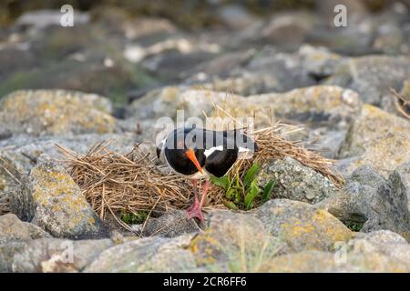 Germany, Lower Saxony, Juist, oystercatcher (Haematopus ostralegus), at its nest. Stock Photo