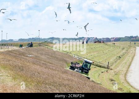 Germany, Lower Saxony, East Frisia, Juist, maintenance of the protective dike, hay production. Stock Photo