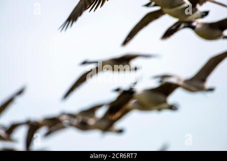 Germany, Lower Saxony, Juist, Canada goose (Branta canadensis), group in flight. Stock Photo