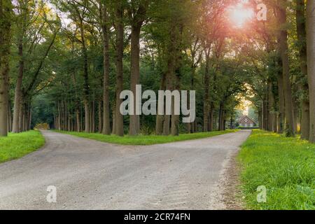 Forest path, fork in the road, junction, Lochem, Netherlands Stock Photo