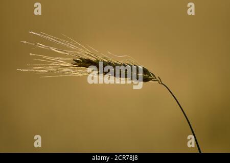 Ears of wheat in the wheat field, Baden-Württemberg, Germany Stock Photo