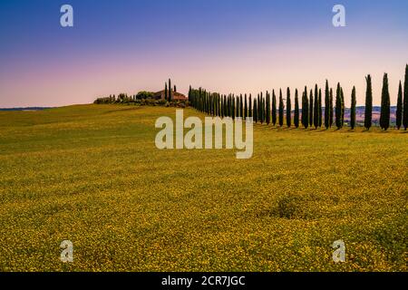 Europe, Italy, Agriturismo Covili, Farmhouse Poggio Covili, Cypress Alley, Tuscany, Tuscan Landscape, Province of Siena,Castiglione D'orcia, Stock Photo