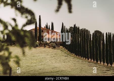 Europe, Italy, Agriturismo Covili, Farmhouse Poggio Covili, Cypress Alley, Tuscany, Tuscan Landscape, Province of Siena,Castiglione D'orcia, Stock Photo