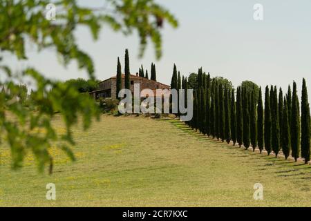 Europe, Italy, Agriturismo Covili, Farmhouse Poggio Covili, Cypress Alley, Tuscany, Tuscan Landscape, Province of Siena,Castiglione D'orcia, Stock Photo