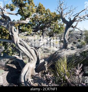 400-year-old gnarled juniper tree in New Mexico Valley of Fire Park Stock Photo