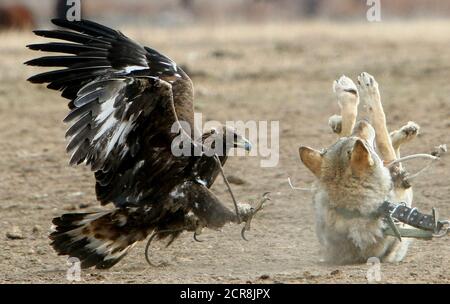 golden eagle attack wolf