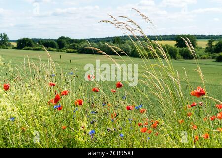 Mecklenburg Lake District, country road, field with summer flowers Stock Photo