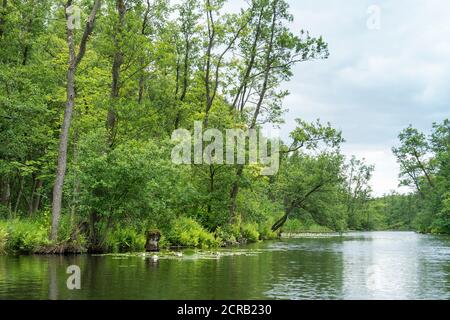 Mecklenburg Lake District, Oberbek, Erlenbruch, swamp area Stock Photo