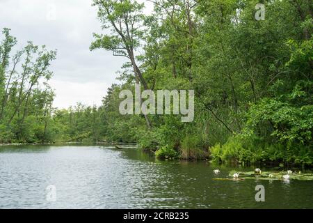 Mecklenburg Lake District, Oberbek, Erlenbruch, swamp area Stock Photo