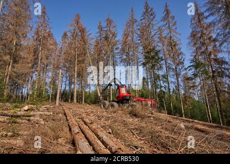 Wissen, Germany. 17th Sep, 2020. A harvester fells spruces infested by the bark beetle. (to dpa: 'Collapsed timber market frustrates forest owners') Credit: Thomas Frey/dpa/Alamy Live News Stock Photo