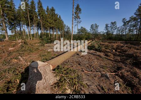 Wissen, Germany. 17th Sep, 2020. A lumberjack cuts down a spruce infested by the bark beetle. (to dpa: 'Collapsed timber market frustrates forest owners') Credit: Thomas Frey/dpa/Alamy Live News Stock Photo