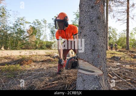 Wissen, Germany. 17th Sep, 2020. A lumberjack cuts down a spruce infested by the bark beetle. (to dpa: 'Collapsed timber market frustrates forest owners') Credit: Thomas Frey/dpa/Alamy Live News Stock Photo