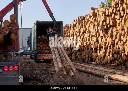 Wissen, Germany. 17th Sep, 2020. Spruce wood is loaded into overseas containers for transport to China (to dpa: 'Collapsed timber market frustrates forest owners') Credit: Thomas Frey/dpa/Alamy Live News Stock Photo