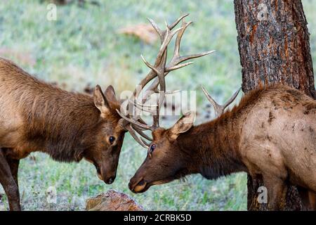 Two young bulls lock antlers Stock Photo