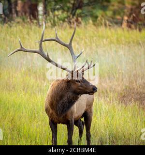 Bull elk on fall evening Stock Photo