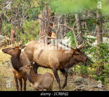 Family portrait of Rocky mountain elk (Cervus canadensis nelsoni) Calf in front, cow in middle bull in back Stock Photo