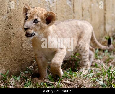 Bantu A Lion Cub Born In Captivity Two Months Ago In The Zoo In Cali October 29 12 Reuters Jaime Saldarriaga Colombia s Animals Stock Photo Alamy