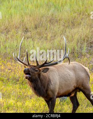 Bull Rocky mountain elk(Cervus canadensis nelsoni) bugles during fall rut Stock Photo