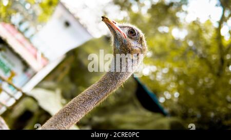 close up of an ostrich Stock Photo