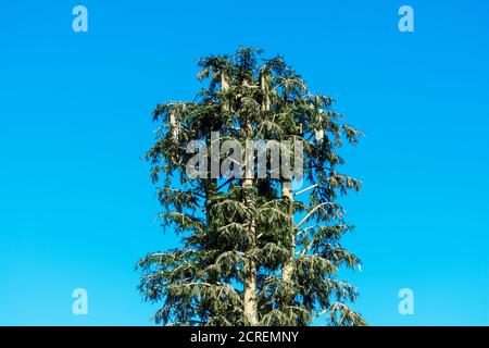 Cell phone tower disguised and camouflaged as a fake tall pine tree under blue sky. The concealed cell station is distinguished by foliage shape and b Stock Photo