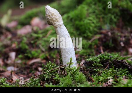 Phallus Impudicus - common stinkhorn - mushroom is not poisonous, but only very fresh mushrooms are consumed Stock Photo