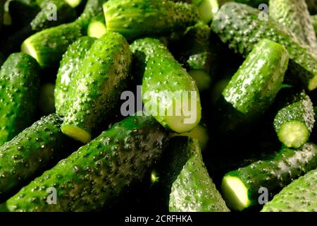 natural homemade food from the garden, fresh green cucumbers, gherkins background hard light. Stock Photo