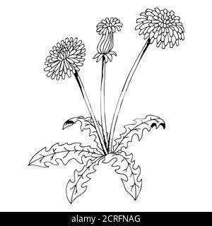 Taraxacum dandelion flower graphic art black white isolated illustration vector Stock Vector