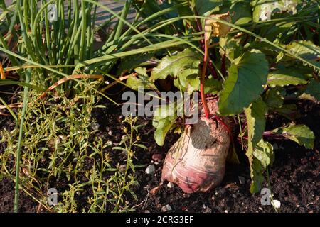 beet or garden beet in the vegetarian garden with colorful leaves Stock Photo