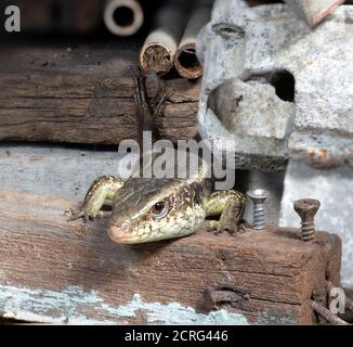 A small reptile keep his back leg up on a wooden beam at a backyard, Thailand. Sun Skink, Scincidae, lives at the storage place. Stock Photo