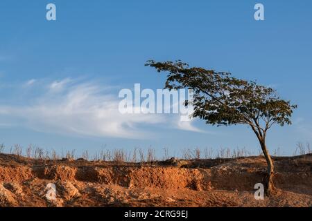 Lonely tree on a dry field against blue sky Stock Photo